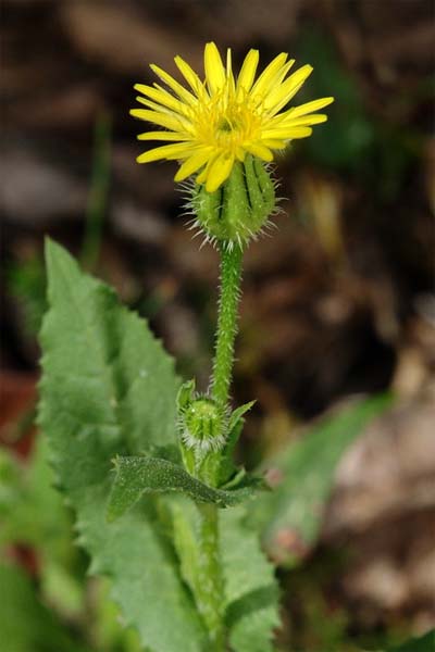 Urosperme fausse picride